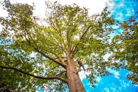Best Fruit Tree Pruning  in Olive Hill, KY