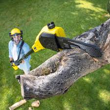 Trusted Olive Hill, KY Tree Services Experts