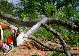 Best Commercial Tree Services  in Olive Hill, KY