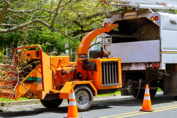 Best Stump Grinding and Removal  in Olive Hill, KY
