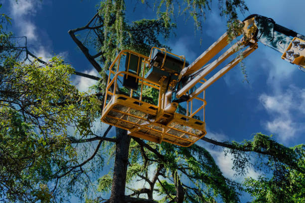 Best Emergency Tree Removal  in Olive Hill, KY