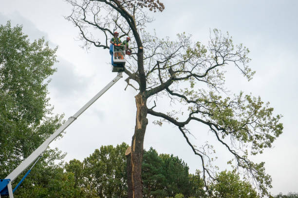 Best Seasonal Cleanup (Spring/Fall)  in Olive Hill, KY