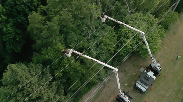 Best Utility Line Clearance  in Olive Hill, KY