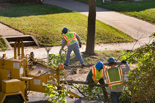 Best Tree Maintenance Programs  in Olive Hill, KY