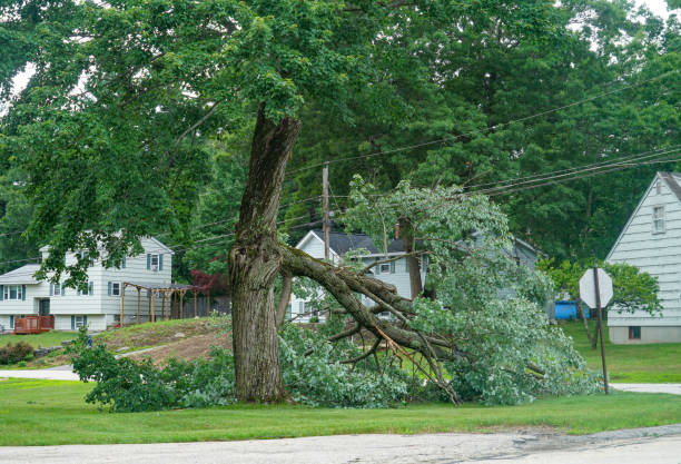 Best Lot and Land Clearing  in Olive Hill, KY