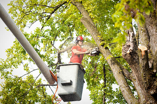 Best Hazardous Tree Removal  in Olive Hill, KY