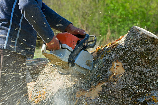 Best Aeration Services  in Olive Hill, KY