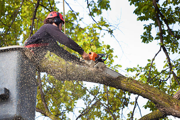 Best Soil Testing and Treatment  in Olive Hill, KY