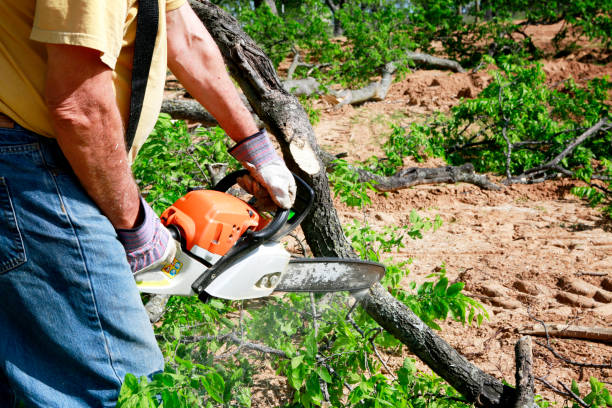 Best Weed Control  in Olive Hill, KY