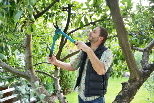 Best Tree and Shrub Care  in Olive Hill, KY